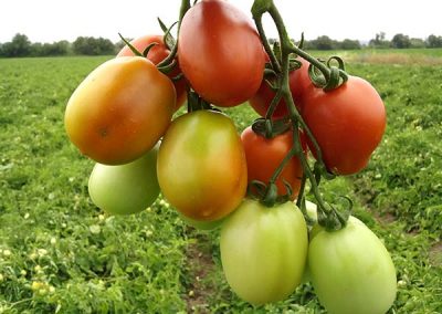Use Case 2.2: Tomato pests and diseases forecast